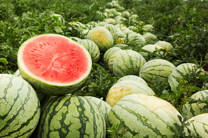 Watermelon Supermarket Illinois